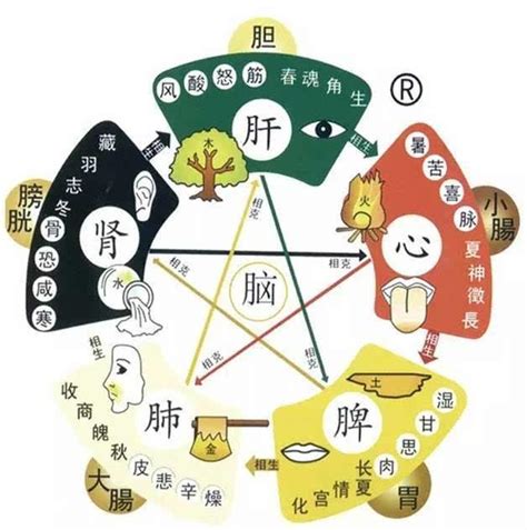 五行对应的器官|史上最全：中医五行、五脏、五味、五色、五官、五情、五季、五。